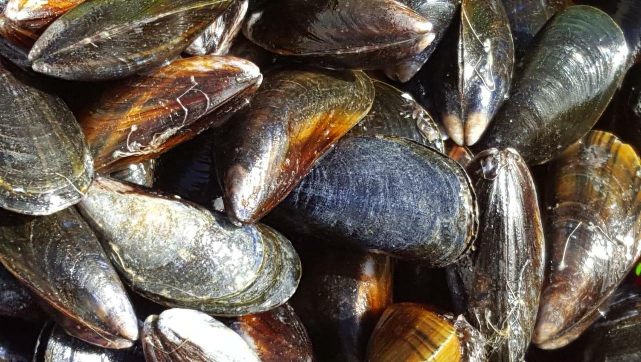 La Naturelle 119 Wimereux Eksteriør billede